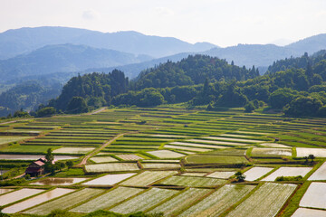 山形の田植えの頃の棚田