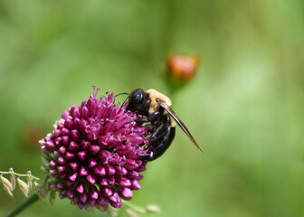 Bee getting pollen from a pink flower in the garden in Indianapolis, IN, USA