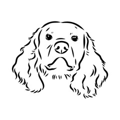 American Water Spaniel Dog Face Vector