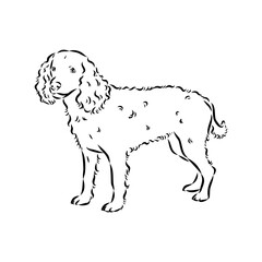 American Water Spaniel Dog Face Vector