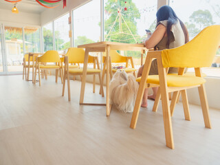 Cute Shih Tzu dog standing in coffee shop cafe with cheerful to her owner
