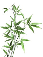 Obraz premium bamboo branches isolated on white background
