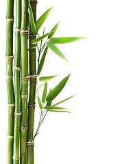 bamboo branches isolated on white background