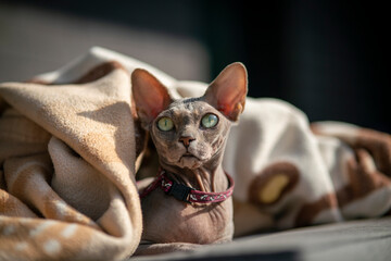 Sphynx cat under a blanket.