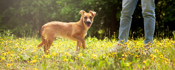 A cheerful, funny mixed breed puppy, red in color, in a clearing of yellow dandelion flowers.