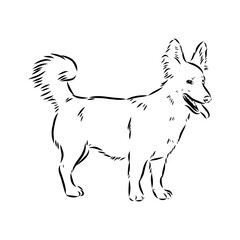 black line Alopecis the dog, vector sketch