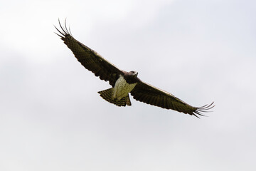 Aigle martial, Polemaetus bellicosus, Martial Eagle