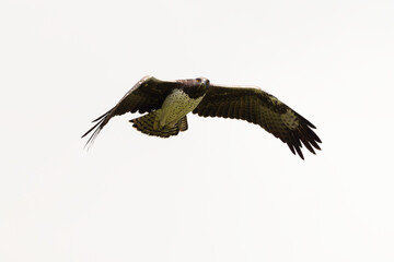 Aigle martial, Polemaetus bellicosus, Martial Eagle