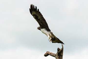 Aigle martial, Polemaetus bellicosus, Martial Eagle