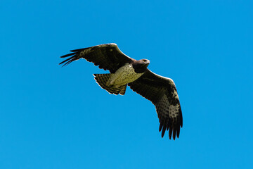 Aigle martial, Polemaetus bellicosus, Martial Eagle