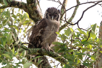 Grand duc de Verreaux,.Ketupa lactea, Verreaux's Eagle Owl