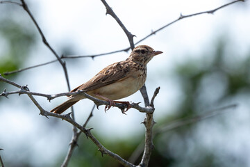 Cochevis à gros bec,.Galerida magnirostris, Large billed Lark
