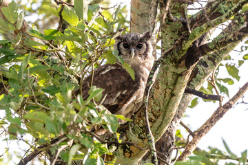Grand duc de Verreaux,.Ketupa lactea, Verreaux's Eagle Owl