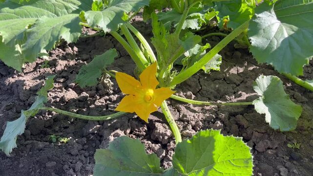 blooming zucchini growing in a garden bed