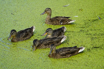 Mallard or wild duck female with 4 chicks (Anas platyrhynchos) Anatidae family. Hannover - Leinewiesen, Germany.