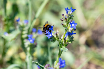 Close-up detail of a honey bee apis collecting pollen on flower in garden