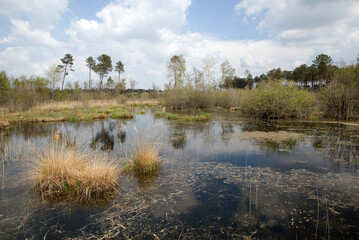 Lande humide, Site protégé Natura 2000 des lagunes du Gat Mort, 33, Gironde, France