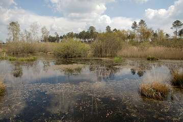 Lande humide, Site protégé Natura 2000 des lagunes du Gat Mort, 33, Gironde, France