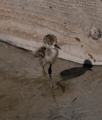 Baby black-winged Stilt Chicks Himantopus himantopus