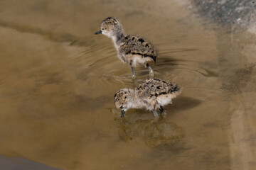 Baby black-winged Stilt Chicks Himantopus himantopus