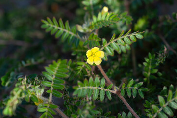 A flower of goat head flower, Tribulus terrestris, a medical plant from the Mediterranean area