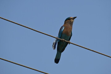 An Indian Roller bird is seen perched on an electric wire in a semi urban area