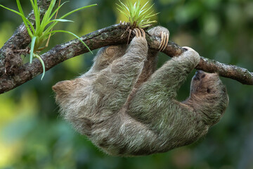 Brown-throated sloth (Bradypus variegatus) is a species of three-toed sloth found in the Neotropical realm of Central and South America © Lukas Gogh