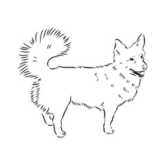 black line Alopecis the dog, vector sketch