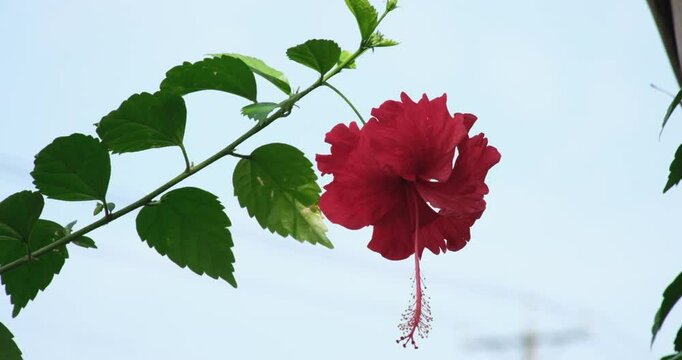 Hibiscus flower blooming, hibiscus flower. Chaba flower on tree in nature. Chaba flowers blooming Thai flowers of Asia