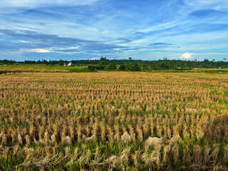 Rice that has been harvested