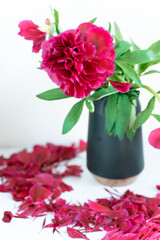 luxurious fuchsia peonies stand in a black vase on a white table. Petals fall 