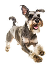 Full body shot of Miniature Schnauzer dog, running happily, smiling.