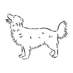 black line Alopecis the dog, vector sketch