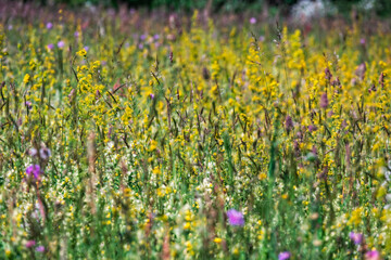 Obraz premium Prairie en fleurs