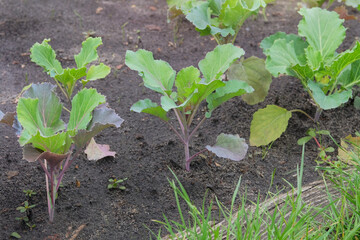 Cabbage seedlings are planted in village garden. Growing vegetables in farm garden.