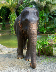 Fototapeta premium Elephant in the jungle close up. Elephant walking in Thailand.