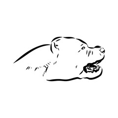 Vintage hand drawn sketch American bandog