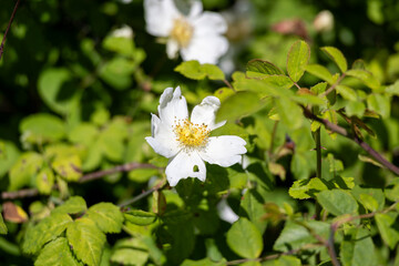 a blooming rose flower with pink petals. medicinal plant