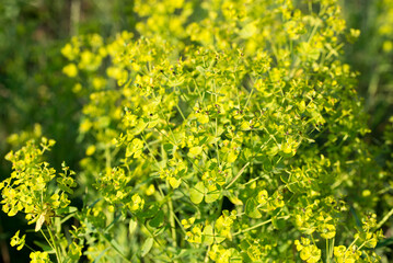 cypress spurge, .Euphorbia cyparissias flowers closeup selective focus