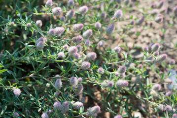 rabbitfoot clover,.Trifolium arvense flowers closeup selective focus