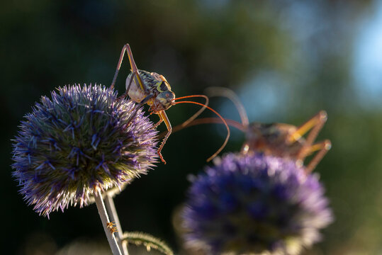 Close-up of a cricket on a purple flower in natural light