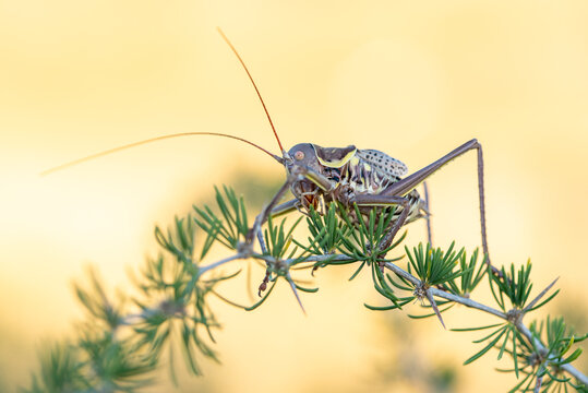 Detailed macro shot of a cricket on a pine branch
