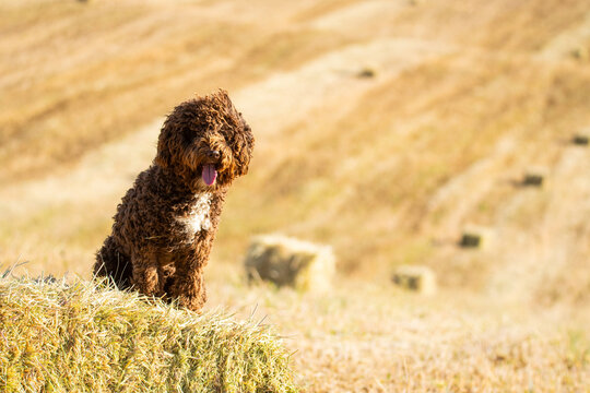 Spanish water dog sitting happily on a grassy hill