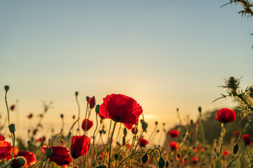poppy field in sunset