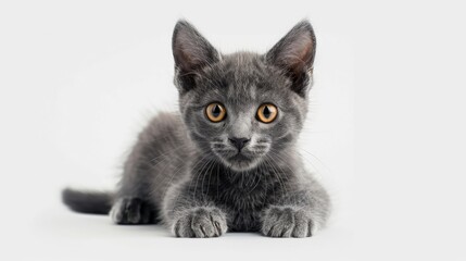Remastered Image of 16 Month Old Chartreux Cat on White Background