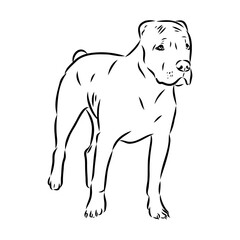 Vintage hand drawn sketch American bandog