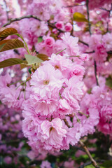 Beautiful close-up of pink cherry blossom flowers in full bloom. The delicate petals create a stunning display, perfect for springtime themes and floral backgrounds