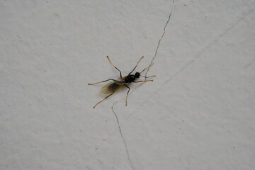 Flying carpenter ants are the winged reproductive members of the carpenter ant colony. These ants are typically seen during mating flights, also known as swarms, which occur under specific environment