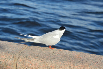 Arctic tern bird.
