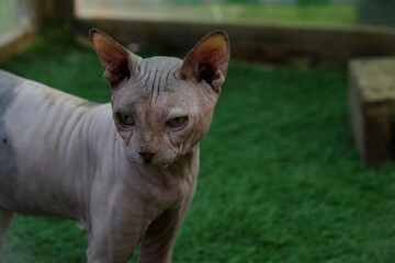 The Sphynx is a unique and engaging breed that stands out for its distinctive appearance and friendly demeanor, making it a popular choice for those who enjoy a close|斯芬克斯貓